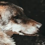 En la boca del lobo