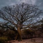 Radiografía de un árbol